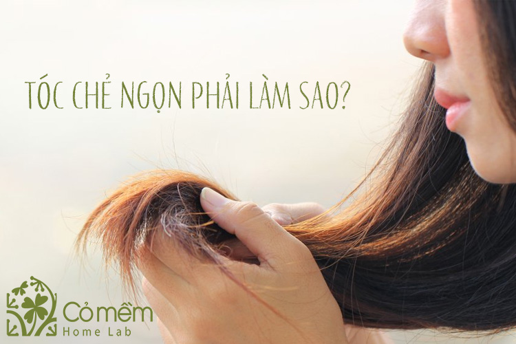 Tóc chẻ ngọn là như thế nào? Top 5 cách phục hồi tại nhà